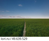 Narrow footpath piercing a growing wheat field. Picturesque natural landscape, country scene with a pathway across the green grass land. Peaceful rural view, journey in the nature. Стоковое фото, агентство Ingram Publishing / Фотобанк Лори