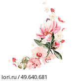 Bouquet of peony flowers and orchid. Watercolor illustration. Bouquet of peony flowers and orchid. Watercolor. Стоковое фото, агентство Ingram Publishing / Фотобанк Лори