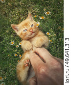 Man hand petting an orange kitten. Little ginger cat lying on his back among flowering chamomile, playing with his owner. Frisky and playful kitty, cute caressing scene in the nature. Стоковое фото, агентство Ingram Publishing / Фотобанк Лори