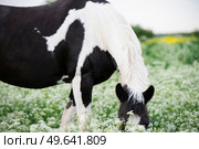 black-white piebald horse grazing on blossom pasture. close up. Стоковое фото, агентство Ingram Publishing / Фотобанк Лори