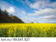 Yellow rapeseed field on a sunny day with blue sky and a small forest in the background. Стоковое фото, агентство Ingram Publishing / Фотобанк Лори