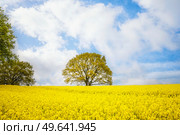 Tree in a yellow canola field on a summer day with blue sky. Стоковое фото, агентство Ingram Publishing / Фотобанк Лори