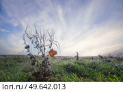 Brown leaf on a withered plant with morning dew on a green meadow. Стоковое фото, агентство Ingram Publishing / Фотобанк Лори