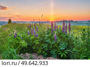 Wildflowers in Summer Sunrise. Purple lupine and canola field, morning light. Violet lupinus, lupin. Beautiful natural landscape. Agriculture rural scene. Стоковое фото, агентство Ingram Publishing / Фотобанк Лори