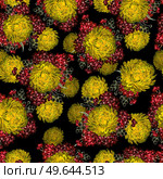 Watercolor seamless pattern with autumn flowers chrysanthemums, berries and leaves. Illustration. Watercolor seamless pattern with autumn flowers chrysanthemums, berries and leaves. Стоковое фото, агентство Ingram Publishing / Фотобанк Лори