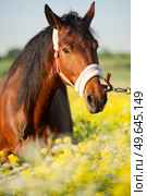 portrait of bay horse in blossom meadow in nice halter. close up. sunny day. Стоковое фото, агентство Ingram Publishing / Фотобанк Лори