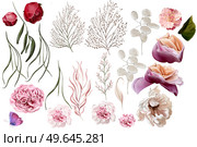 Elegant set with peonies, roses and eucalyptus leaves. Illustration. Elegant set with peonies, roses and eucalyptus leaves. Стоковое фото, агентство Ingram Publishing / Фотобанк Лори
