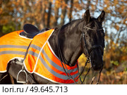  portrait of beautiful black dressage stallion  dressed in training protection cover  posing at sunny evening. autumn season. Стоковое фото, агентство Ingram Publishing / Фотобанк Лори