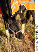  portrait of beautiful black dressage stallion  dressed in training protection cover  grazing after training. at sunny autumn evening. Стоковое фото, агентство Ingram Publishing / Фотобанк Лори