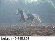 marwari grey piebald colt  running at freedom  in contrary light at morning .  India. Стоковое фото, агентство Ingram Publishing / Фотобанк Лори