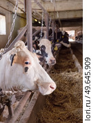 portrait of white holshtain cow resting  at farm. dairy industry. Стоковое фото, агентство Ingram Publishing / Фотобанк Лори