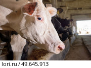  portrait of  cows  feeding   at farm. dairy industry. Стоковое фото, агентство Ingram Publishing / Фотобанк Лори