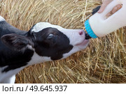 cute little calf   feeding from  bottle against  hay. nursery on a farm. close up. Стоковое фото, агентство Ingram Publishing / Фотобанк Лори