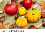 Squash with autumn fruit, apples, and nuts ,close up. Autumn still life, gourds. Autumn food, pumpkins and nuts. Стоковое фото, агентство Ingram Publishing / Фотобанк Лори