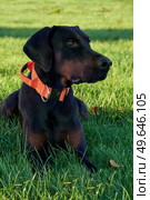 Photograph of puppy Doberman Pinscher dog sitting in grass looking at owner on sunny day. Стоковое фото, агентство Ingram Publishing / Фотобанк Лори
