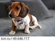 Photograph of a puppy miniature Piebald Dachshund dog sitting on sofa. Стоковое фото, агентство Ingram Publishing / Фотобанк Лори