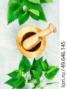 Fresh nettle bunch and wooden rustic mortar on light background. Herbal medicine. Medical plant. Flat lay. Fresh nettle leaves,herbal medicine and homeopathy. Стоковое фото, агентство Ingram Publishing / Фотобанк Лори