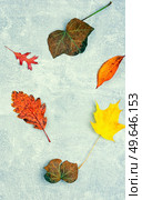 Fallen autumn leaves, herbarium. Colorful autumn, fall. Space for text. Herbarium of autumn leaves. Стоковое фото, агентство Ingram Publishing / Фотобанк Лори