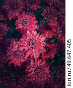 Top view red chrysanthemum texture. Beautiful flowers in the garden with morning dew drops on the petals. Maroon floral pattern. Стоковое фото, агентство Ingram Publishing / Фотобанк Лори