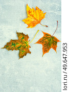 Fallen autumn leaves, herbarium. Autumn yellow and red leaves. Copy space. Herbarium, collection of autumn leaves. Стоковое фото, агентство Ingram Publishing / Фотобанк Лори