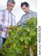 portrait of men in the vines. Стоковое фото, агентство Ingram Publishing / Фотобанк Лори