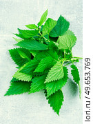 Fresh nettle bunch on light background. Herbal medicine, healing.. Fresh nettle leaves,herbal medicine and homeopathy. Стоковое фото, агентство Ingram Publishing / Фотобанк Лори