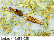 Healing inflorescences of linden, herbal medicine, medicinal plants. Phytotherapy. Dried linden blossoms, herbal medicine. Стоковое фото, агентство Ingram Publishing / Фотобанк Лори