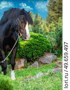 portrait of beautiful black welsh pony posing at nice lawn. Стоковое фото, агентство Ingram Publishing / Фотобанк Лори