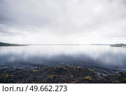 Calm lake in dull cloudy weather in the fall with seaweed on the shore. Стоковое фото, агентство Ingram Publishing / Фотобанк Лори