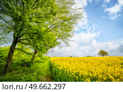 Green trees at a canola field in rural scenery in the summertime. Стоковое фото, агентство Ingram Publishing / Фотобанк Лори