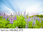 Lupin flowers on a meadow in the morning sun with beautiful purple colors. Стоковое фото, агентство Ingram Publishing / Фотобанк Лори