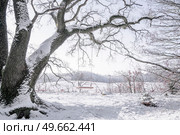 Winter scene with a swing hanging from a snow covered tree in December. Стоковое фото, агентство Ingram Publishing / Фотобанк Лори