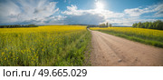 yellow rapeseed fields bloom in spring. Belarus. Стоковое фото, агентство Ingram Publishing / Фотобанк Лори