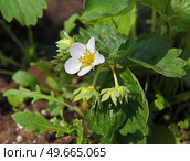 Ripening garden strawberry, hybrid plant. Стоковое фото, фотограф Валерия Попова / Фотобанк Лори
