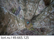 nest with blue eggs of a bird Thrush. wildlife. Стоковое фото, агентство Ingram Publishing / Фотобанк Лори