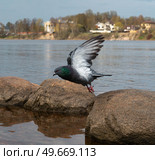 Голубь взлетает. Стоковое фото, фотограф Александр Кучеров / Фотобанк Лори