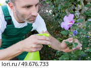 man spraying flowers in the garden. Стоковое фото, агентство Ingram Publishing / Фотобанк Лори