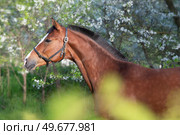 art  portrait of bay beautiful   sportive  horse posing near blossom bush. spring time. Стоковое фото, агентство Ingram Publishing / Фотобанк Лори