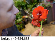 Man holding red amaryllis lily. Стоковое фото, агентство Ingram Publishing / Фотобанк Лори