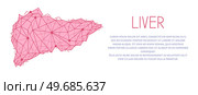 Polygonal human liver made of red lines and dots. Medical research of internal organs, innovative approach concept. Organ of human digestive system. Modern depiction of external secretion gland, liver. Polygonal human liver, external secretion gland. Modern depiction of organ of human digestive system. Стоковая иллюстрация, агентство Ingram Publishing / Фотобанк Лори