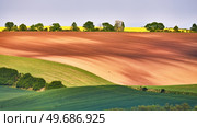 Amazing green and yellow rape spring fields Landscape Panorama. Agriculture Rural scene. Czech Moravia colza canola farmland bloom. Sunny waving hills. Minimalistic nature background. Стоковое фото, агентство Ingram Publishing / Фотобанк Лори