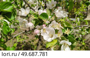 Flowering of Belarusian sweet apple variety, malus domestica. Delicate fragile pale pink flowers on background of green foliage. Full blossom of fruit trees. Стоковое фото, фотограф Ирина / Фотобанк Лори