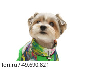 Puppy Maltese lapdog isolated on white background. Стоковое фото, фотограф Корнеев Вячеслав / Фотобанк Лори