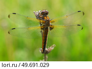 Sympétrum Sanguin (Sympetrum sanguineum) red dragonfly. Стоковое фото, фотограф Корнеев Вячеслав / Фотобанк Лори