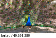 Большой красивый павлин в зоопарке. Beautiful Peacock in zoo. Стоковое фото, фотограф Татьяна Д / Фотобанк Лори