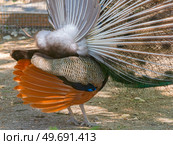 Большой красивый павлин в зоопарке. Beautiful Peacock in zoo. Стоковое фото, фотограф Татьяна Д / Фотобанк Лори
