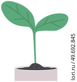 Houseplant, green sprout in white pot. Plant for experiments and research isolated on white background. Plastic container, sprig in ground. Bush with leaves and trunk. Potted plant for home decoration. Houseplant, green sprout in white pot. Plant for home decoration, lab experiments and research. Стоковая иллюстрация, агентство Ingram Publishing / Фотобанк Лори