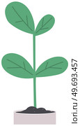 Houseplant, green sprout in white pot. Plant for experiments and research isolated on white background. Plastic container, sprig in ground. Bush with leaves and trunk. Potted plant for home decoration. Houseplant, green sprout in white pot. Plant for home decoration, lab experiments and research. Стоковая иллюстрация, агентство Ingram Publishing / Фотобанк Лори
