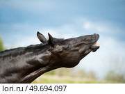 portrait of black stallion sniffing at pasture. close up. Стоковое фото, агентство Ingram Publishing / Фотобанк Лори