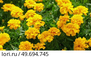 Tagetes. Marigold. Blooming orange-yellow flower heads and green leaves. Closeup of orange marigold flowers in full bloom and foliage. Garden nature background. Ornamental flowering plants. Flowerbed. Стоковое видео, видеограф Марина Демидюк / Фотобанк Лори